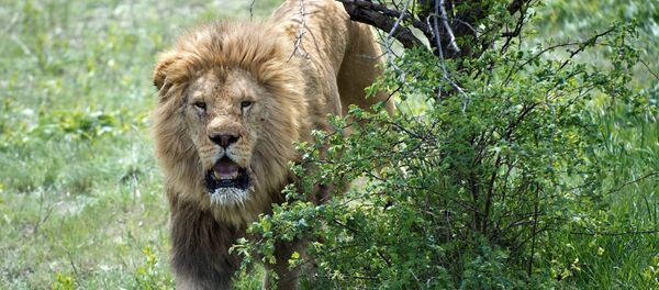 Выпуск львов в крымском сафари-парке Тайган - Sputnik Кыргызстан