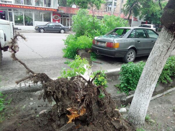 Упавшее на автомобиль дерево на пересечении улиц Киевская Панфилова в Бишкеке. - Sputnik Кыргызстан