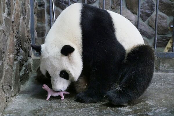 Детеныш панды родился в китайском городе Чэнду - Sputnik Кыргызстан