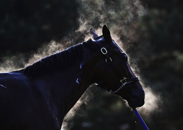 Лошадь получает ванну после утренней пробежки в Луисвилле, американском штате Кентукки. - Sputnik Кыргызстан