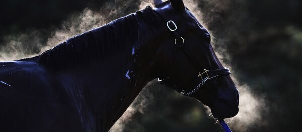 Аргымак. Архив - Sputnik Кыргызстан