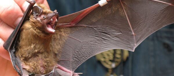 Летучая мышь. Архивное фото - Sputnik Кыргызстан
