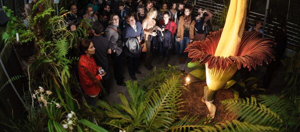Самый крупный в мире цветок Аморфофаллус титанический. Архивное фото Самый крупный в мире цветок Аморфофаллус титанический. Архивное фото - Sputnik Кыргызстан
