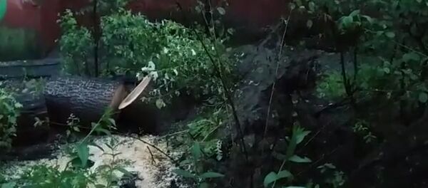 Дерево упало у подъезда дома — съемки очевидца - Sputnik Кыргызстан