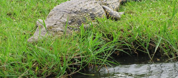 Аллигатор на берегу водоема. Архивное фото - Sputnik Кыргызстан