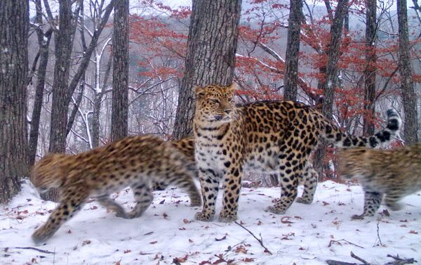 Сейчас обработка данных с фотоловушек продолжается, вполне возможно, что количество зафиксированных в 2015 году котят увеличится, пишет Save Leopard. - Sputnik Кыргызстан