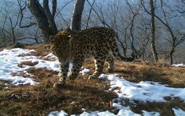Шестнадцать котят дальневосточного леопарда попали в объективы фотоловушек на территории национального парка Земля леопарда в 2015-м и начале этого года - Sputnik Кыргызстан