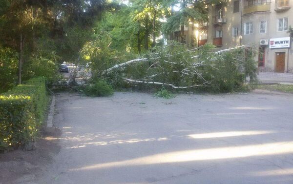 Падение дерева на пересечении улицы Боконбаева с проспектом Эркиндик - Sputnik Кыргызстан