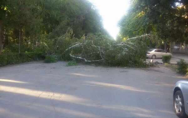 Дерево рухнуло вместе с корнем. Пострадавших в результате происшествия нет - Sputnik Кыргызстан