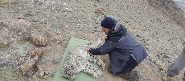Сотрудник ГАООСиЛХ одевает спутниковый ошейник на снежного барса Сотрудник ГАООСиЛХ одевает спутниковый ошейник на снежного барса - Sputnik Кыргызстан