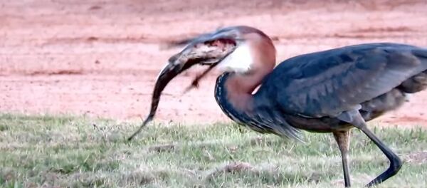 Цапля съела огромного сома Цапля съела огромного сома - Sputnik Кыргызстан