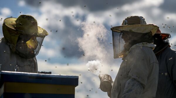 Пчеловоды успокаивают пчел, используя дымарь, на пасеке. Архивное фото - Sputnik Кыргызстан