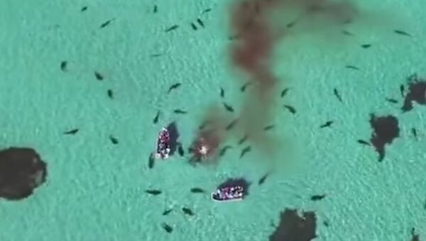 На австралийском побережье 70 акул на глазах у туристов растерзали кита - Sputnik Кыргызстан