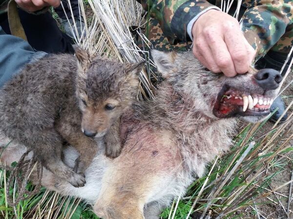 Застреленный охотниками волк с волчонком - Sputnik Кыргызстан