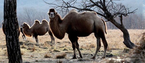 Төөлөр. Архив - Sputnik Кыргызстан