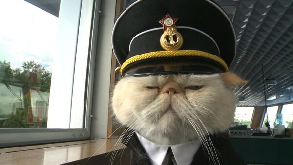 Хвостатый экипаж, или Как коты в форме служат на корабле и ходят в море - Sputnik Кыргызстан