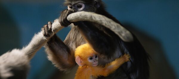 Самка очкового лангура с недавно родившимся детенышем. Архивное фото - Sputnik Кыргызстан