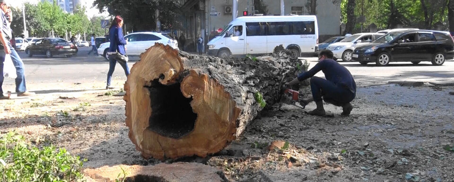 Вырубка старых деревьев в Бишкеке. Архивное фото - Sputnik Кыргызстан, 1920, 27.02.2026