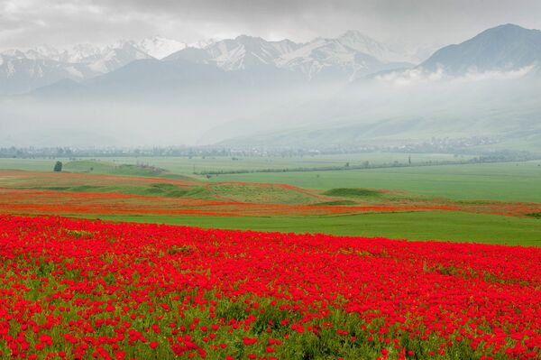Полевые маки на окрестностях Бишкека - Sputnik Кыргызстан