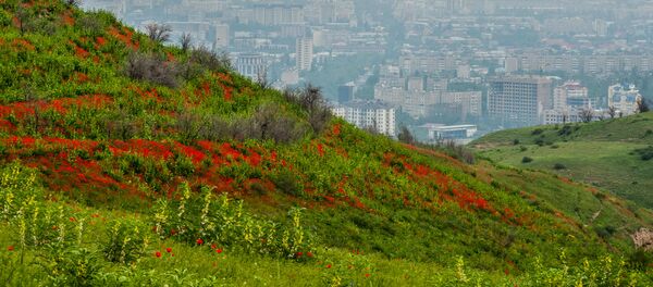 Полевые маки на окрестностях Бишкека - Sputnik Кыргызстан