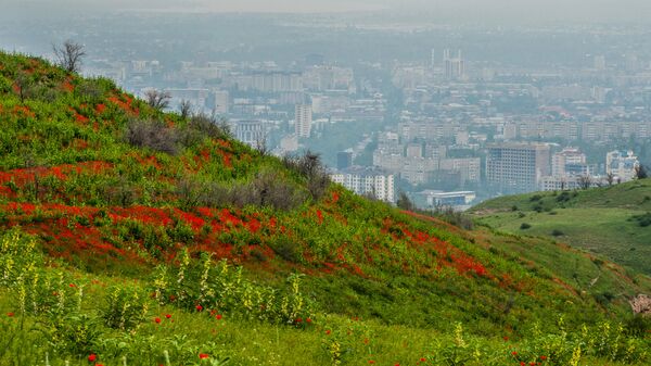 Полевые маки на окрестностях Бишкека Полевые маки на окрестностях Бишкека - Sputnik Кыргызстан