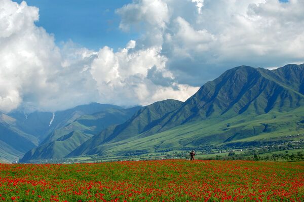 Полевые маки в окрестностях Бишкека Полевые маки в окрестностях Бишкека - Sputnik Кыргызстан