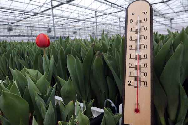 Градусник в теплице - Sputnik Кыргызстан
