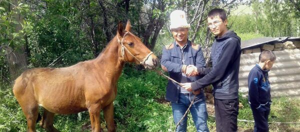 Сокулук районун Төш-Булак айылындагы мектепти мындан 10 жыл мурда аяктап кеткен бүтүрүүчүлөр аймактагы эки үй-бүлөгө бирден тай сатып беришти. - Sputnik Кыргызстан