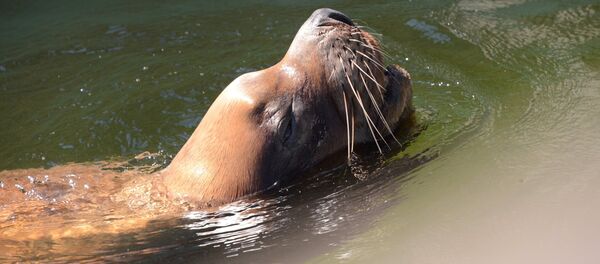 Морж. Архив - Sputnik Кыргызстан