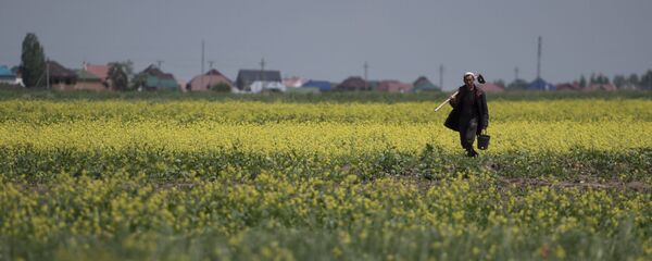 Талаадагы дыйкан. Архив - Sputnik Кыргызстан