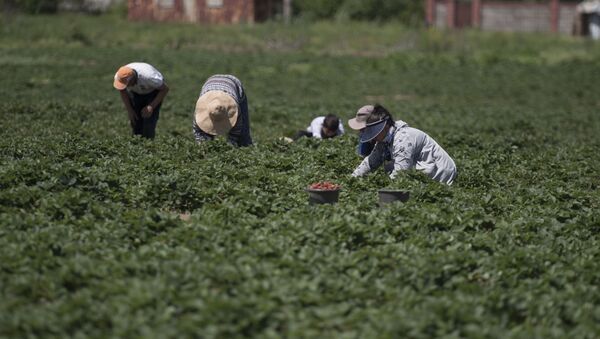 Фермеры собирают урожай клубники. Архивное фото - Sputnik Кыргызстан