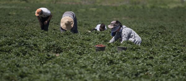 Түшүм жыйнап жаткан дыйкандар. Архив - Sputnik Кыргызстан