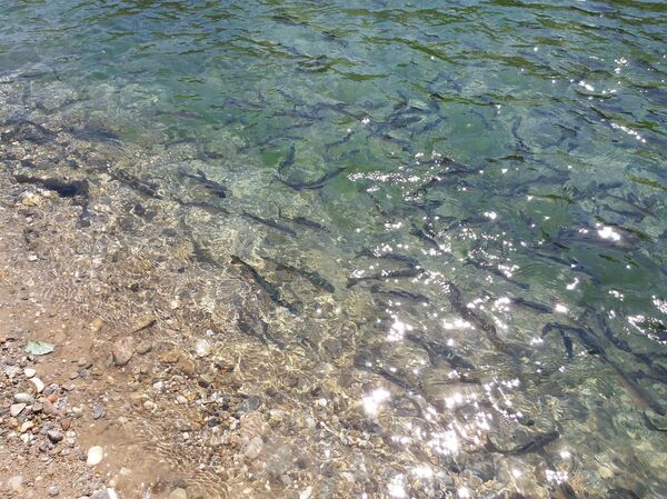 Выращивание форели в селе Ак-Чий Нарынской области Выращивание форели в селе Ак-Чий Нарынской области - Sputnik Кыргызстан