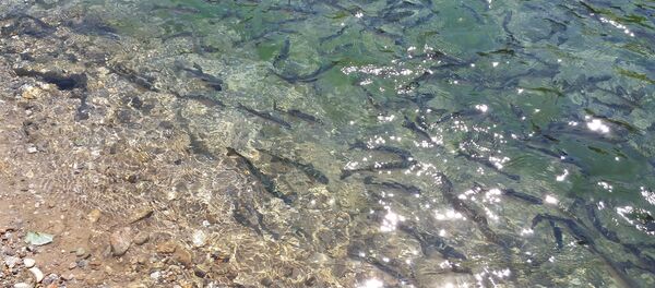 Форели выращиваемые в селе Ак-Чий Нарынской области местным жителем. - Sputnik Кыргызстан