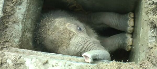 Застрявшего в водостоке в Шри-Ланке слоненка вытаскивали за ноги и хобот - Sputnik Кыргызстан