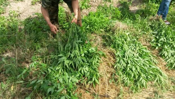 Незаконное выращивание конопли в Джалал-Абадской области. - Sputnik Кыргызстан