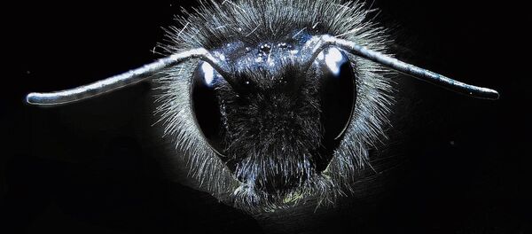 Электрочувствительные волоски на голове шмеля. Архивное фото - Sputnik Кыргызстан