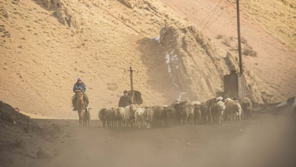 Чабаны во время перегона овец - Sputnik Кыргызстан