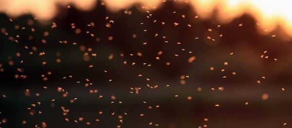 Чымын-чиркейлер. Архив Чымын-чиркейлер. Архив - Sputnik Кыргызстан