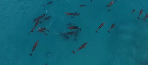 Дельфины ловили волну, как заправские серферы - Sputnik Кыргызстан