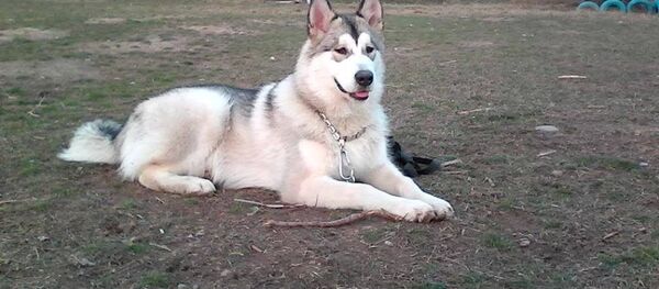 Собака Салтанат Сейитовой породы алясский маламут по кличке Арго. Архивное фото Собака Салтанат Сейитовой породы алясский маламут по кличке Арго. Архивное фото - Sputnik Кыргызстан