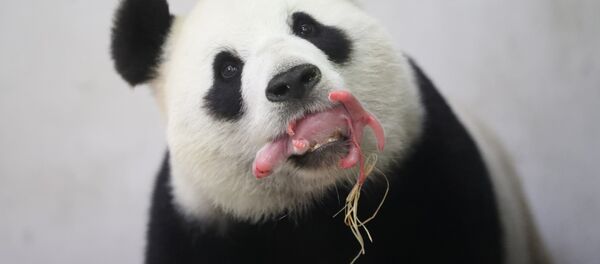 Большая панда с детенышем. Архивное фото - Sputnik Кыргызстан