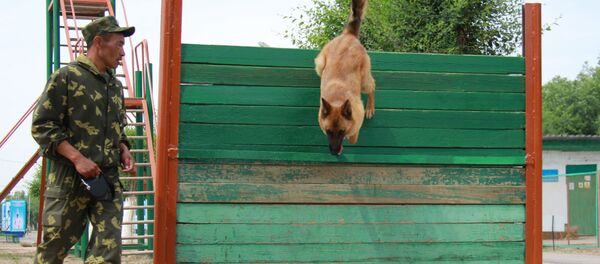 Кыргызстандын чек арачы-кинологдору үчүн окутуу курсу - Sputnik Кыргызстан