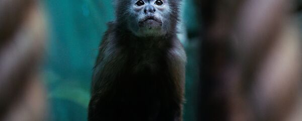 Обезьяна в зоопарке. Архивное фото - Sputnik Кыргызстан