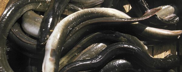 Угри. Архивное фото - Sputnik Кыргызстан