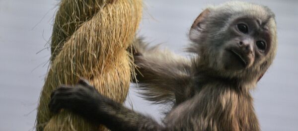 Обезьяна в зоопарке. Архивное фото - Sputnik Кыргызстан