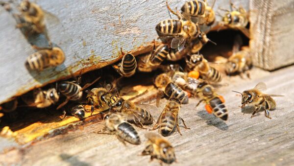 Пчелы на пасеке. Архивное фото - Sputnik Кыргызстан