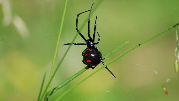 Ядовитый паук каракурт на траве. Архивное фото - Sputnik Кыргызстан