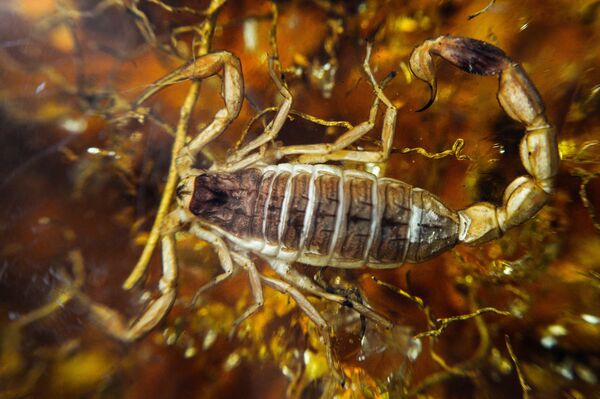 Коллекция инклюзов геологического музея имени Вернадского - Sputnik Кыргызстан