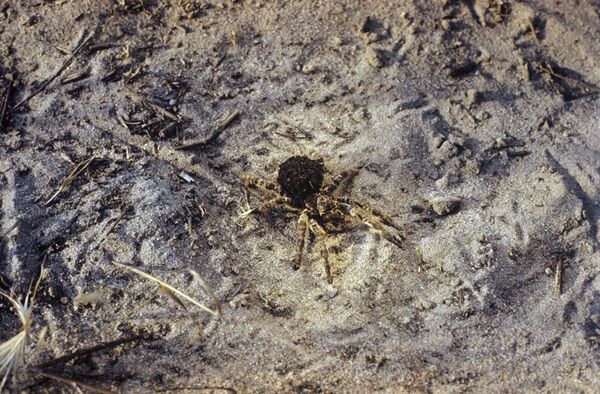 Черноморский биосферный заповедник. Тарантул - Sputnik Кыргызстан